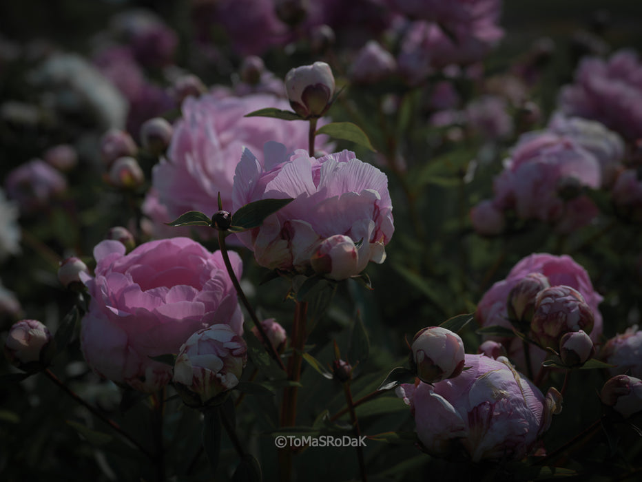 PHOTO PICTURE - Peony D76