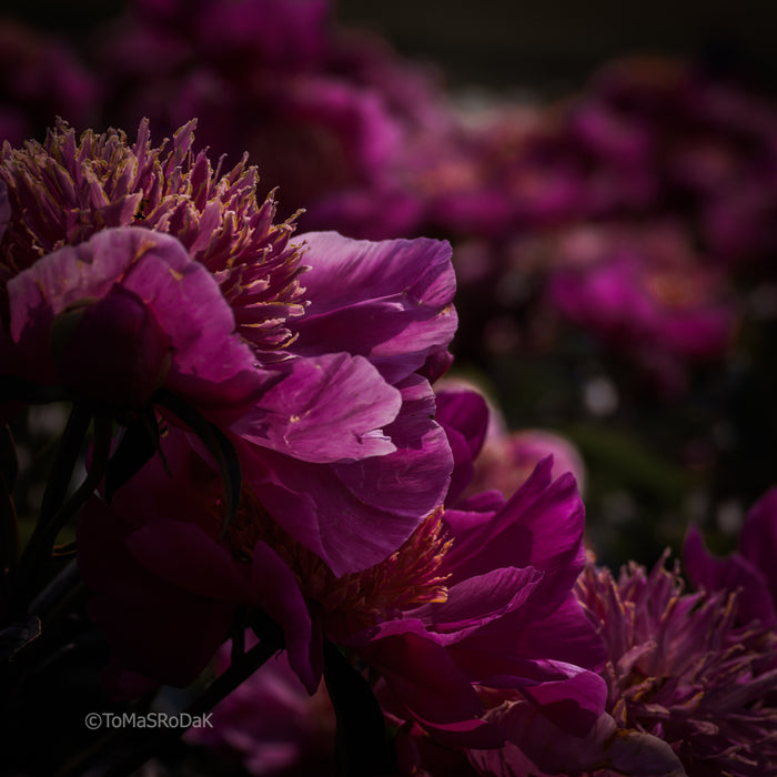 PHOTO PICTURE - Peony D77
