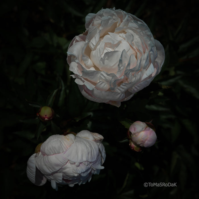 PHOTO PICTURE - Peony D78