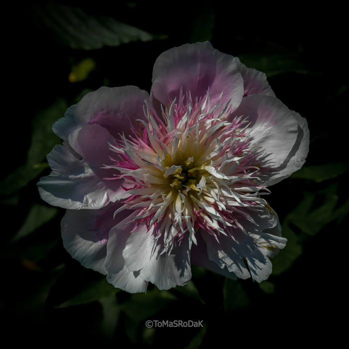 PHOTO PICTURE - Peony D79