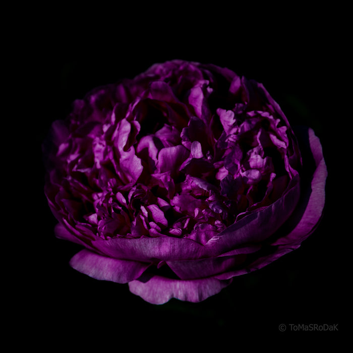 PHOTO PICTURE - Peony D7