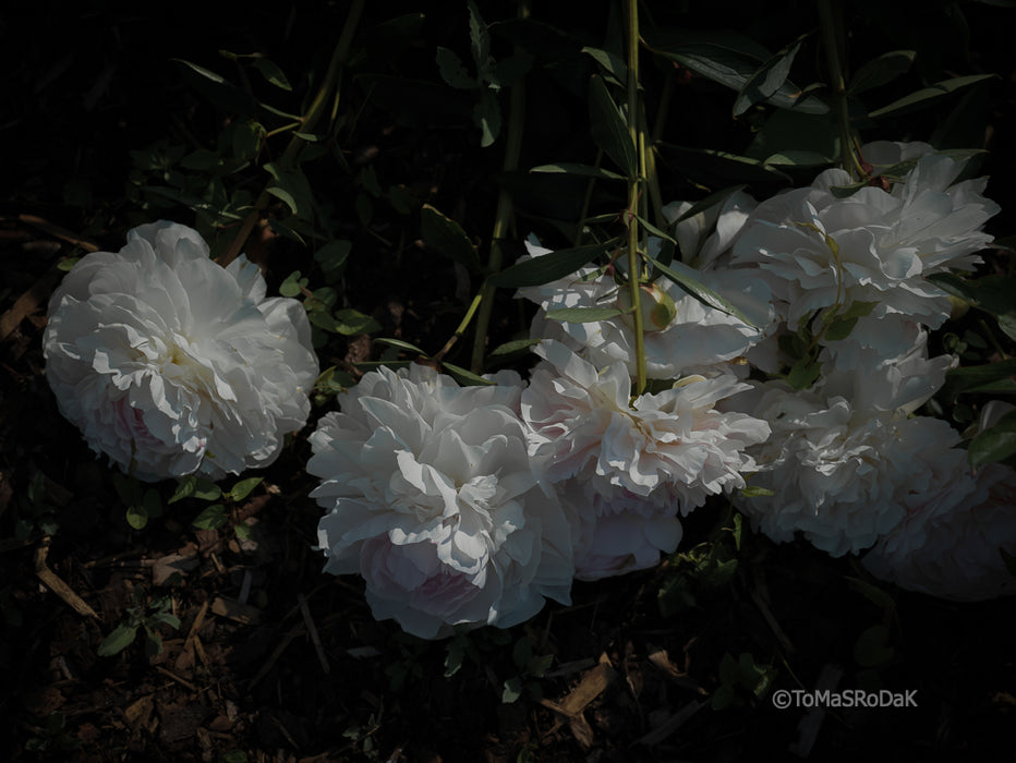 PHOTO PICTURE - Peony D80