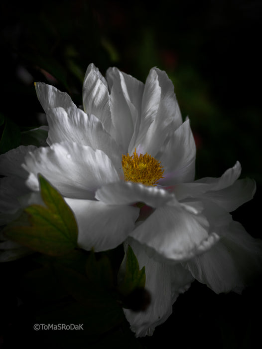 PHOTO PICTURE - Peony D81