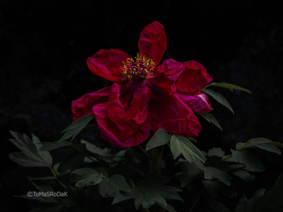 PHOTO PICTURE - Peony D82