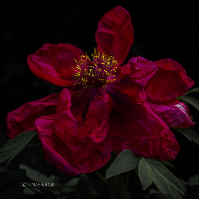 PHOTO PICTURE - Peony D83