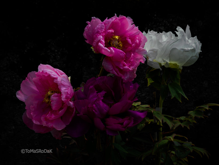 PHOTO PICTURE - Peony D84