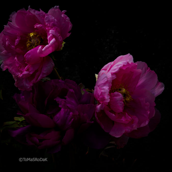 PHOTO PICTURE - Peony D85