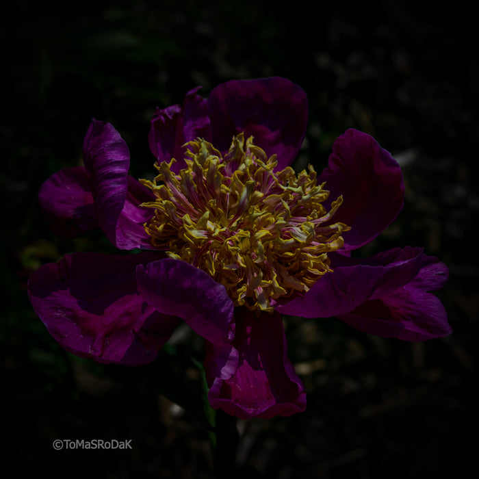 PHOTO PICTURE - Peony D86
