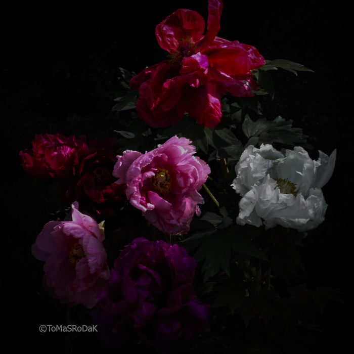 PHOTO PICTURE - Peony D87