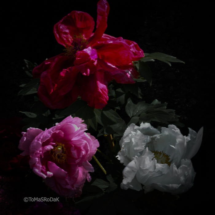 PHOTO PICTURE - Peony D88