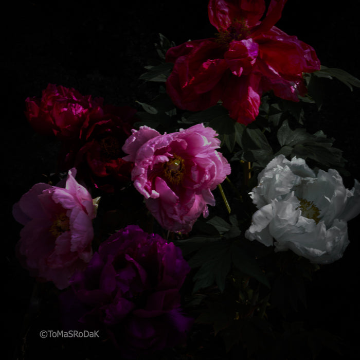 PHOTO PICTURE - Peony D89