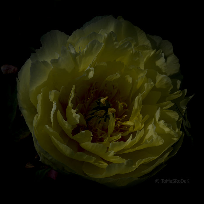 PHOTO PICTURE - Peony D8