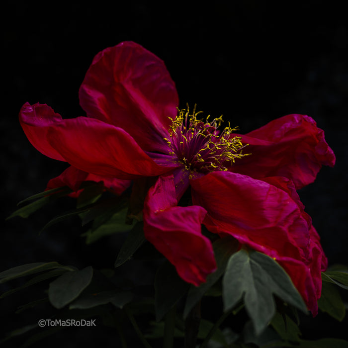 PHOTO PICTURE - Peony D90