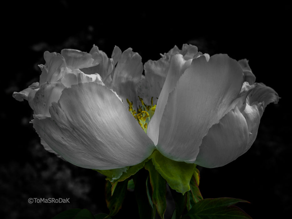 PHOTO PICTURE - Peony D91