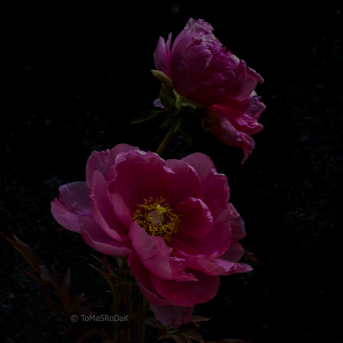 PHOTO PICTURE - Peony D9