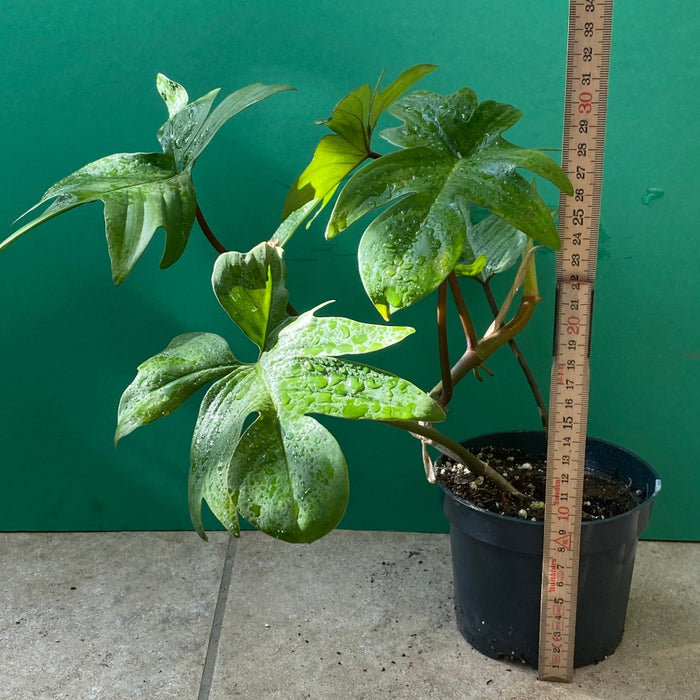 Philodendron Pedatum, organically grown tropical plants for sale at TOMs FLOWer CLUB.
