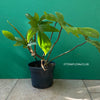 A potted Philodendron Pedatum plant with dark wine-red stems and green leaves, organically grown at TOMs FLOWer CLUB.