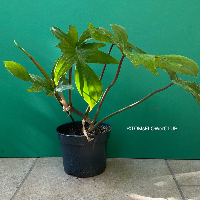 A potted Philodendron Pedatum plant with dark wine-red stems and green leaves, organically grown at TOMs FLOWer CLUB.