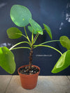 Pilea peperomioides on stem, organically grown tropical plants for sale at TOMs FLOWer CLUB.