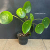 Pilea peperomioides on stem, organically grown tropical plants for sale at TOMs FLOWer CLUB.