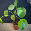 Pilea peperomioides on stem, organically grown tropical plants for sale at TOMs FLOWer CLUB.