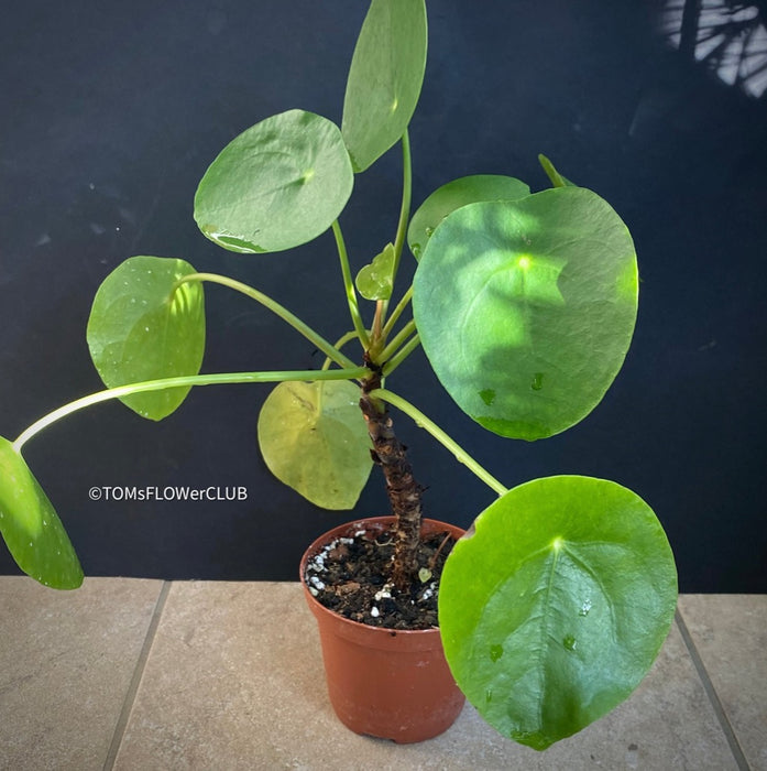 Pilea peperomioides on stem, organically grown tropical plants for sale at TOMs FLOWer CLUB.