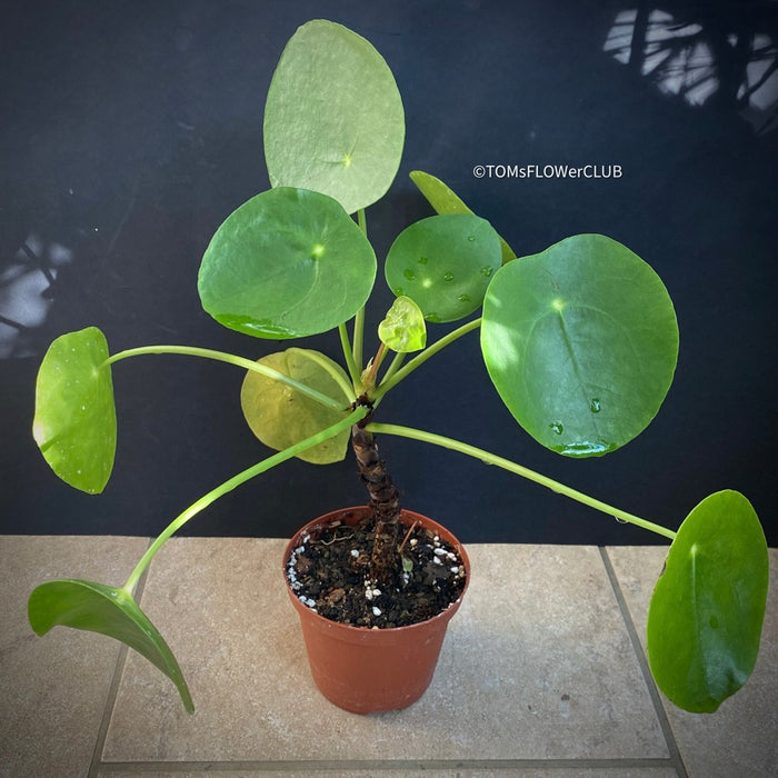 Pilea peperomioides on stem, organically grown tropical plants for sale at TOMs FLOWer CLUB.