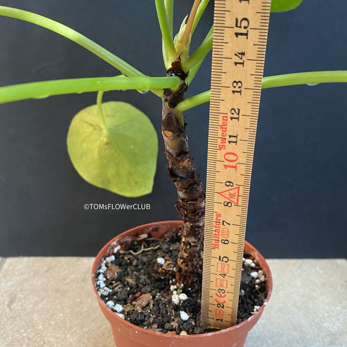 Pilea peperomioides on stem, organically grown tropical plants for sale at TOMs FLOWer CLUB.