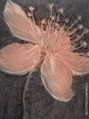 Jan Otava, Czech artist, Apple Tree Flower, etching on paper 23/50, 1989 for sale at TOMs FLOWer CLUB.