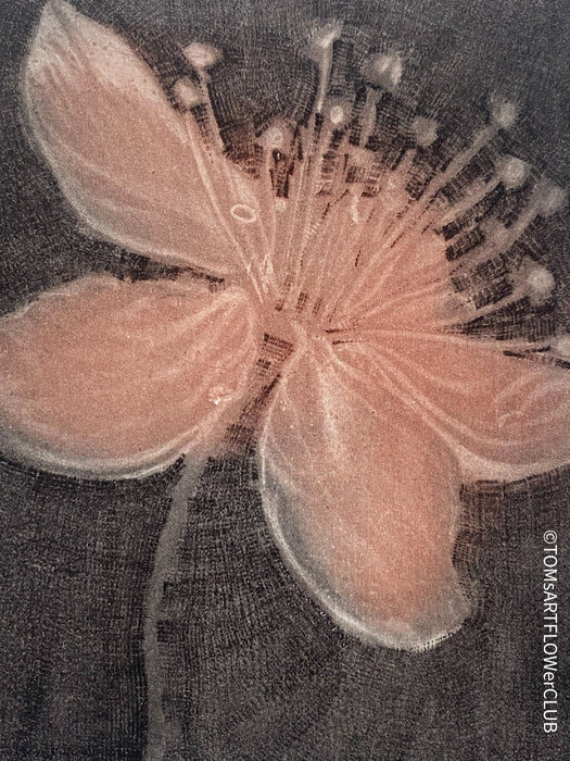 Jan Otava, Czech artist, Apple Tree Flower, etching on paper 23/50, 1989 for sale at TOMs FLOWer CLUB.