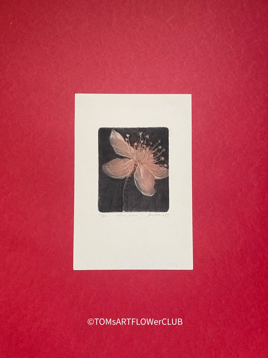 Jan Otava, Czech artist, Apple Tree Flower, etching on paper 23/50, 1989 for sale at TOMs FLOWer CLUB.