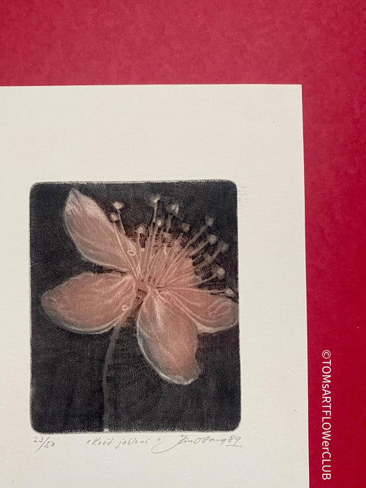 Jan Otava, Czech artist, Apple Tree Flower, etching on paper 23/50, 1989 for sale at TOMs FLOWer CLUB.