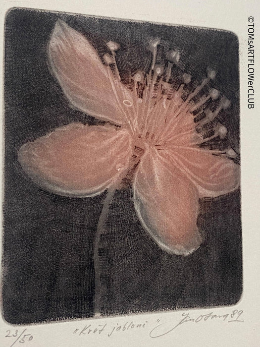 Jan Otava, Czech artist, Apple Tree Flower, etching on paper 23/50, 1989 for sale at TOMs FLOWer CLUB.