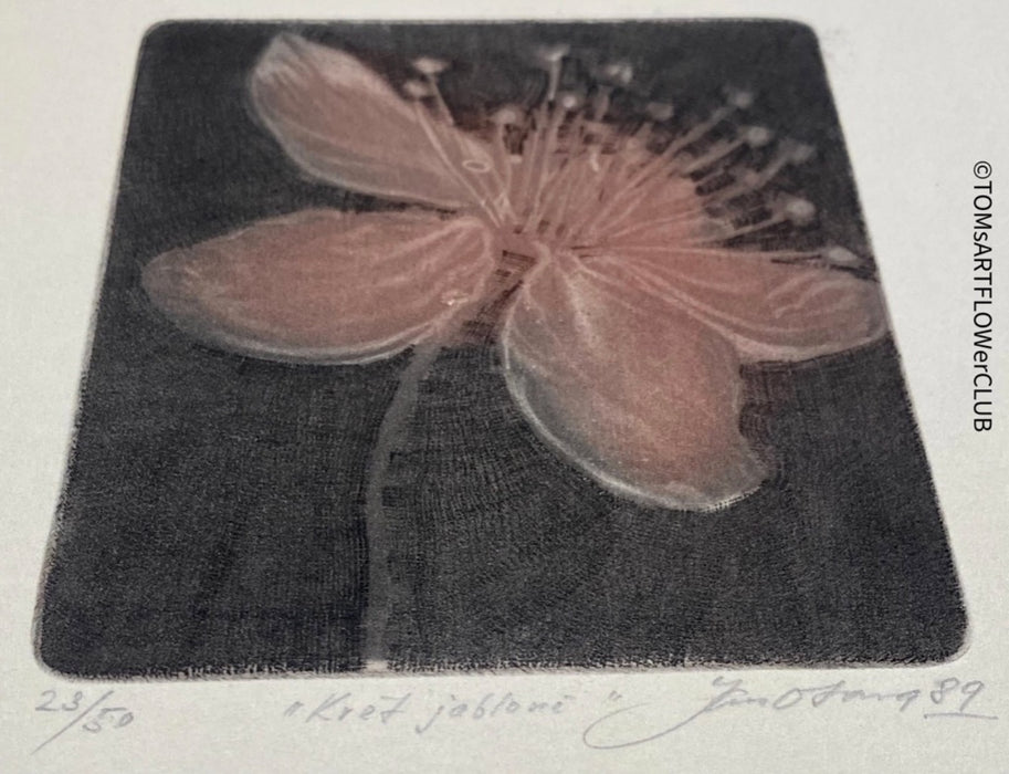 Jan Otava, Czech artist, Apple Tree Flower, etching on paper 23/50, 1989 for sale at TOMs FLOWer CLUB.