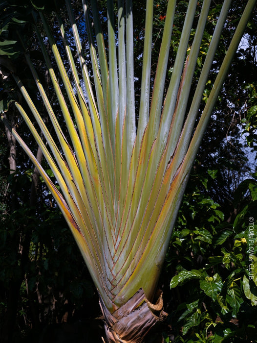 Ravenala Madagascariensis, Traveller's tree, Bird of paradise, Strelitzie, Paradiesvogelblume, organically grown tropical plants for sale at TOMs FLOWer CLUB.