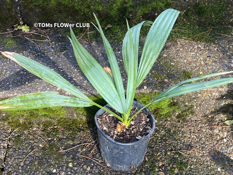 Sabal Minor, dwarf sabal, dwarf palmetto, palm, Palme, hardy palm trees, winterharte Palme, organically grown; plants for sale, TOMs FLOWer CLUB.