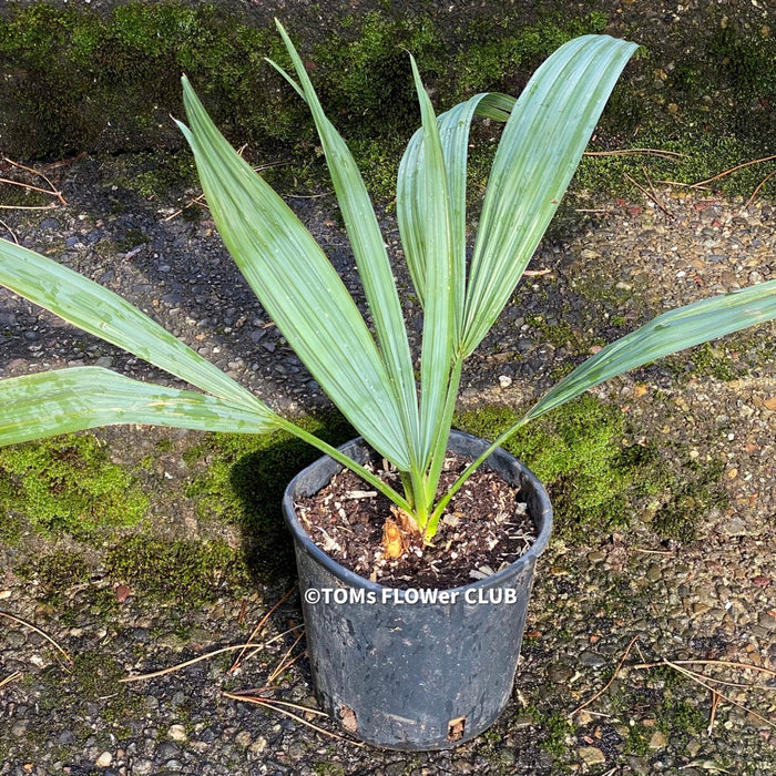 Sabal Minor, dwarf sabal, dwarf palmetto, palm, Palme, hardy palm trees, winterharte Palme, organically grown; plants for sale, TOMs FLOWer CLUB.