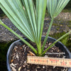 Sabal Minor, dwarf sabal, dwarf palmetto, palm, Palme, hardy palm trees, winterharte Palme, organically grown; plants for sale, TOMs FLOWer CLUB.