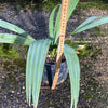 Sabal Minor, dwarf sabal, dwarf palmetto, palm, Palme, hardy palm trees, winterharte Palme, organically grown; plants for sale, TOMs FLOWer CLUB.