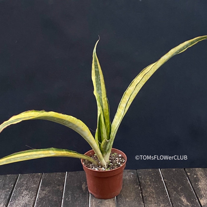 sansevieria aubrytiana for sale Sansevieria Aubrytiana Aurea Variegata | organically grown succulent plants
