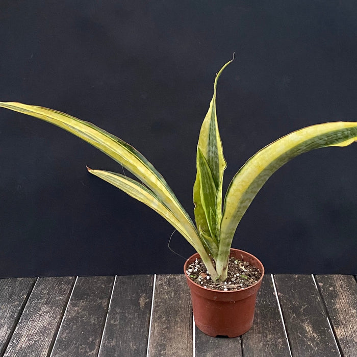 Sansevieria Aubrytiana Aurea Variegata, organically grown succulent plants for sale at TOMs FLOWer CLUB.