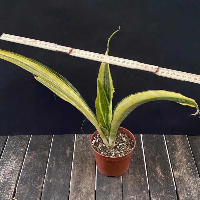 Sansevieria Aubrytiana Aurea Variegata, organically grown succulent plants for sale at TOMs FLOWer CLUB.