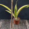 Sansevieria Aubrytiana Aurea Variegata, organically grown succulent plants for sale at TOMs FLOWer CLUB.