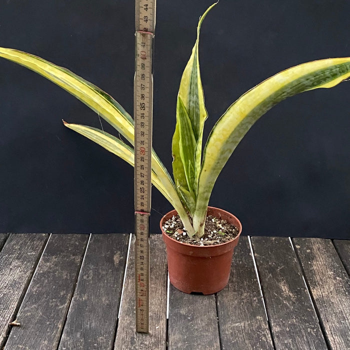 Sansevieria Aubrytiana Aurea Variegata, organically grown succulent plants for sale at TOMs FLOWer CLUB.