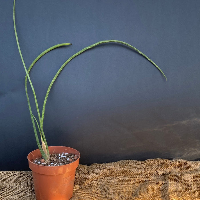 Sansevieria bacularis, organically grown succulent plants for sale at TOMs FLOWer CLUB.  