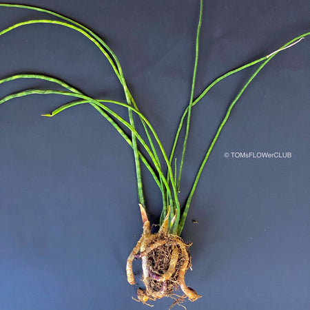 Sansevieria bacularis, organically grown succulent plants for sale at TOMs FLOWer CLUB. 