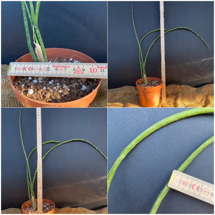 sansevieria bacularis for sale Sansevieria Bacularis | organically grown succulent plants