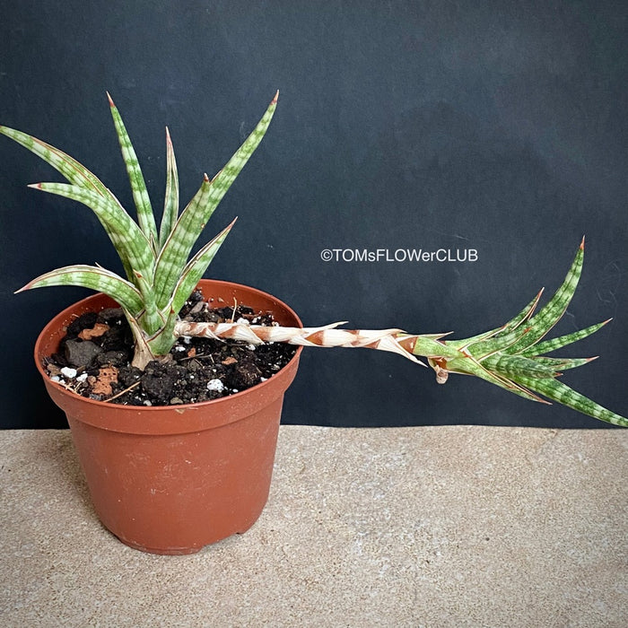 Sansevieria Ballyi, organically grown succulent plants for sale at TOMs FLOWer CLUB.