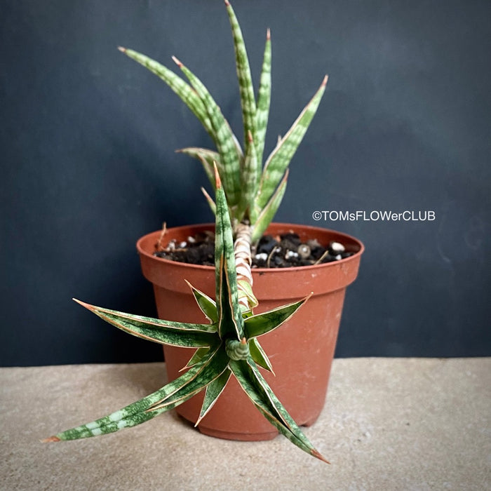 sansevieria ballyi for sale Sansevieria Ballyi