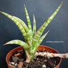 Sansevieria Ballyi, organically grown succulent plants for sale at TOMs FLOWer CLUB.